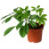 Schefflera potted plant. Elegant home plant with a lot of green leaves.. Sochi