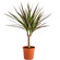 Dracaena potted plant. This popular potted plant is a great gift for those who enjoy home planting.. Sochi