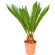 Cycas Palm Tree. This exotic palm will make a great gift!. Sochi