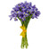 Irises. Sochi