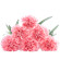 Pink Carnations. Sochi